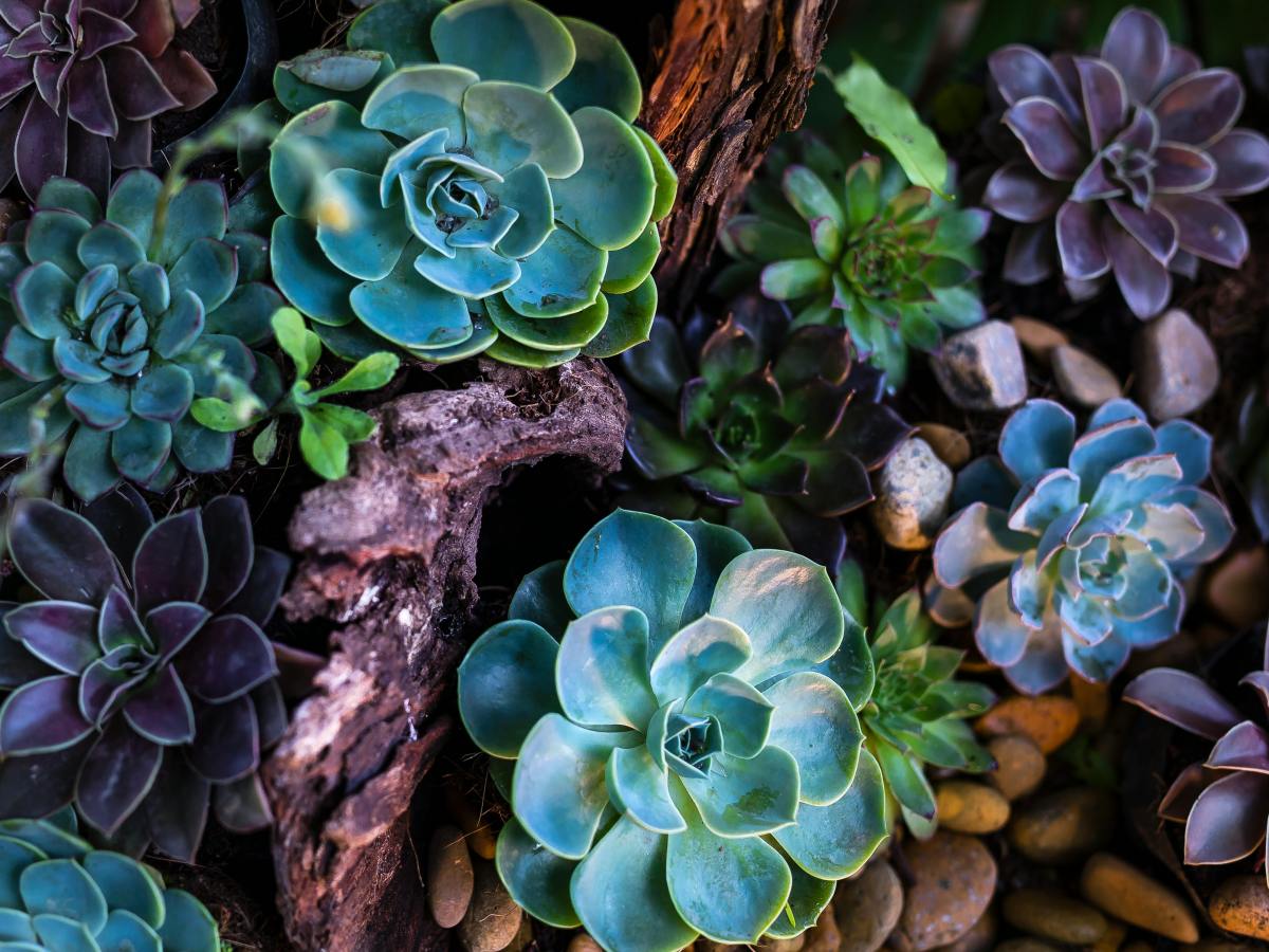 Garden Design: Learning about Dry&nbsp;Garden